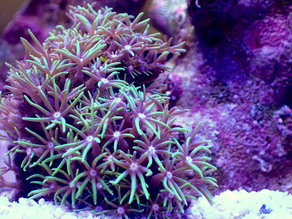 ソフトコーラル飼育を再開してみる