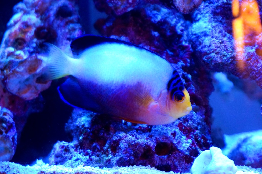 マルチカラーエンゼル飼育6年目突入