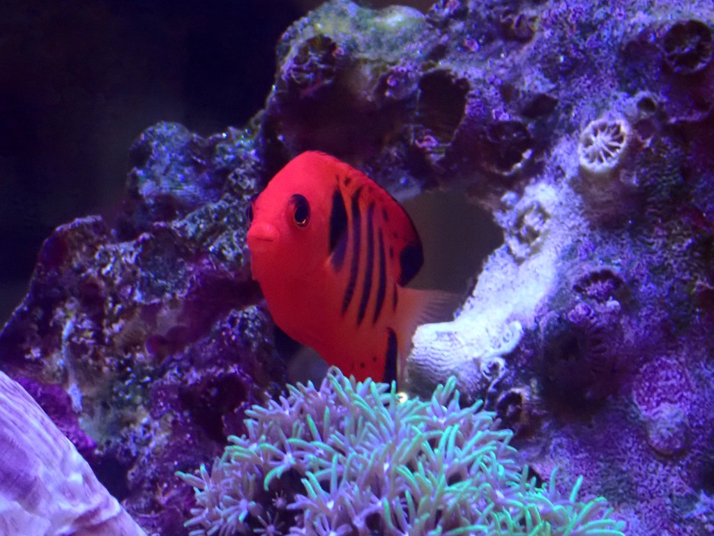 ソフトコーラルガチャ