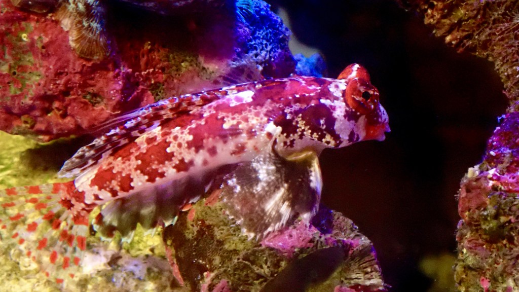 新入り3種とその経過